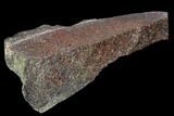 Polished Dinosaur Bone (Gembone) Section - Utah #106901-2